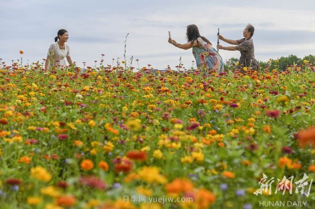 永州道县悦游花海 百日菊进入盛花期(图1)