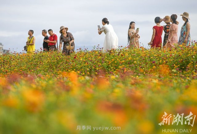 永州道县悦游花海 百日菊进入盛花期(图3)