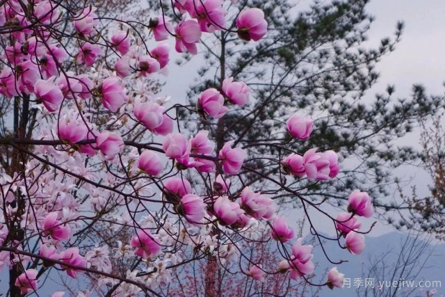 花木百科：辛夷花(图1)