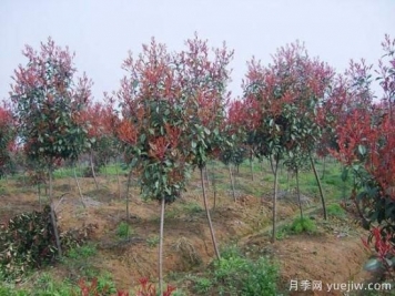 红叶石楠独干苗与球形苗间植培育技术