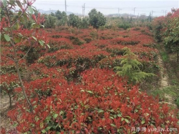 种植红叶石楠要注重水分平衡