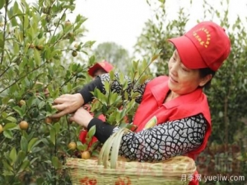 光山油茶果：从种得好到卖得好，怎么做到的