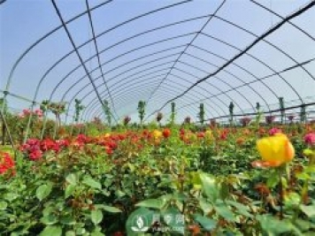 南阳盆栽月季花栽培需要什么样的精心维护