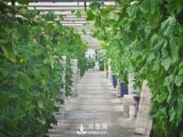 蔬菜全年种植安排计划表：1-12月种什么菜，全都说清楚了