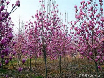 如何制作紫玉兰盆景？南阳紫玉兰盆栽养殖方法分享