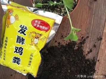 花卉绿植常用三大花肥分析，有机肥、无机肥、发酵各种粪