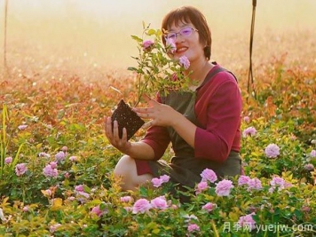 月季自媒体：海蒂的花园