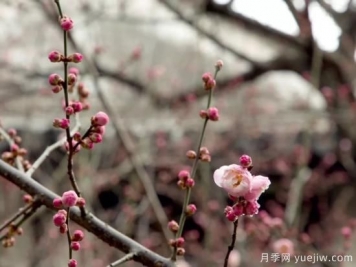 蜡梅和梅花有什么区别？