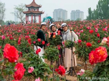 潍坊昌乐：西湖月季五月天 百亩花海采风季