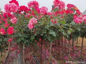 种植树状月季，内乡县七里坪乡走上富民路