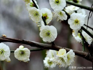 绿萼华--梅花珍品，诗歌赞分享