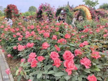 南阳：以月季花为媒 花样经济促繁荣