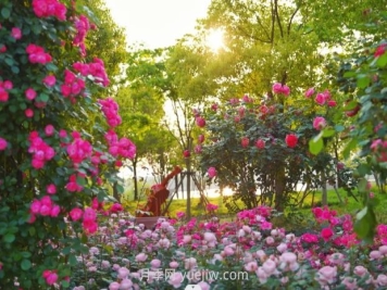上海前滩休闲公园，月季花海盛景等你赏