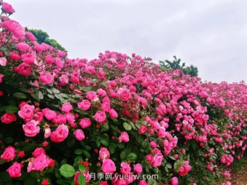 上海放鹤谷无门票，30万朵200多种月季开成了花海