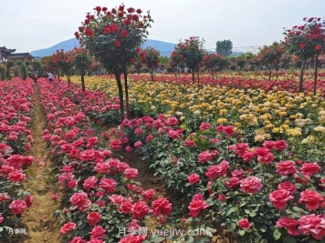 中国339个5A级旅游景区名单大全