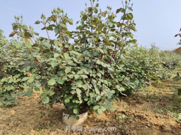 大花月季种植密度，每平几棵？