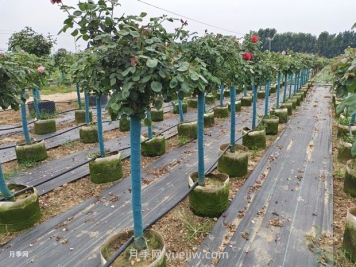 绿篱和苗圃除草那么难，怎么做才能事半功半？