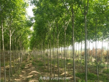 白蜡种植的注意事项