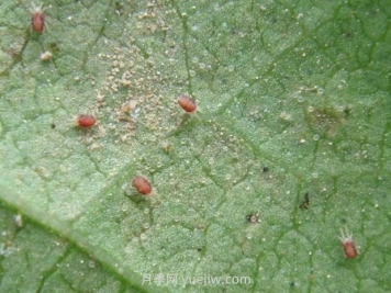 夏季月季高发的红蜘蛛怎么有效预防？