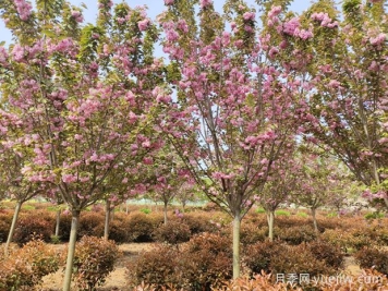 城市园林中常用的观花乔木有哪些？