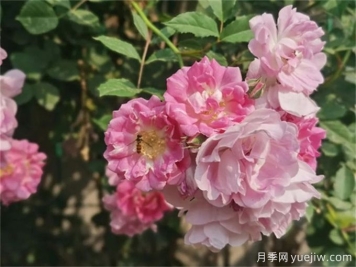 11个蔷薇品种，花开满架一院香