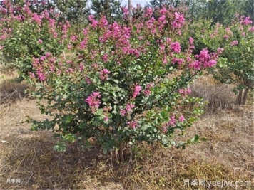 北方5种夏季观花乔木