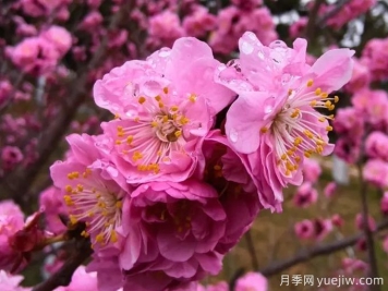 冬季里最耐寒的15种花卉，最耐寒的花推荐