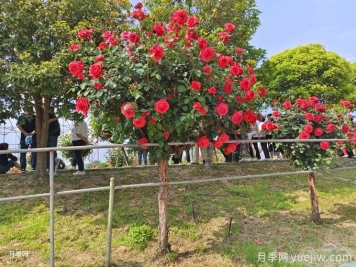 老旧小区绿化改造要点和常用树种配置