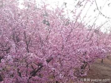 紫叶李的生长习性