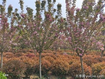 樱花的栽培与养护需要注意事项