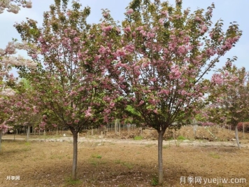 如何防治樱花枝干流胶？