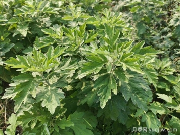 南阳卧龙区：月季和艾草，一花一草培育出百亿大产业