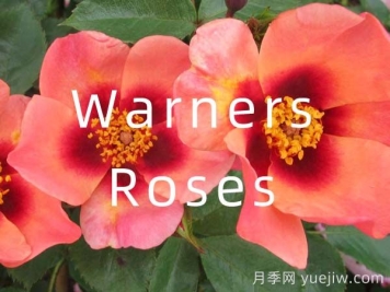 月季育种家：英国Warners Roses(华纳月季苗圃)