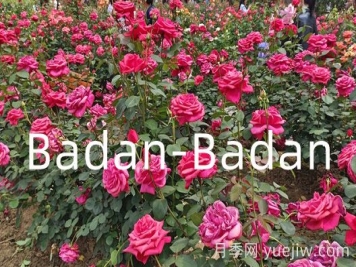 德国巴登巴登月季竞赛奖(Badan-Badan) 德国巴登巴登月季竞赛奖(Badan-Badan)