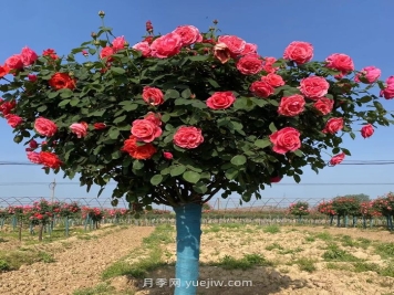 安徽适合种植月季吗? 安徽适合种植月季吗?