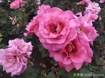 关于月季的历史文化,你知道多少? 关于月季的历史文化,你知道多少?