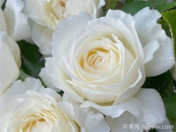 保罗三世月季介绍和优缺点 保罗三世月季介绍和优缺点