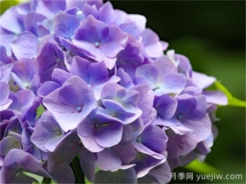 植物百科:绣球 植物百科:绣球