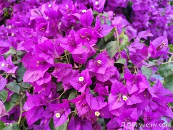 三角梅养护方法,花期长达200天,花色鲜艳变花园 三角梅养护方法,花期长达200天,花色鲜艳变花园