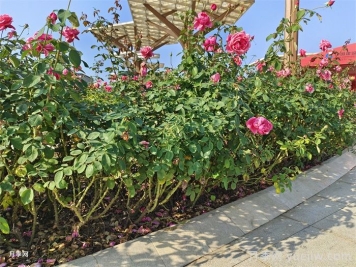 园林绿化苗木品种怎么选? 园林绿化苗木品种怎么选?