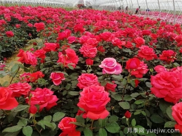 卧龙月季:藏在月季花里的卧龙经济产业 卧龙月季:藏在月季花里的卧龙经济产业