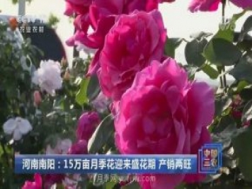 河南南阳：15万亩月季花迎来盛花期 产销两旺