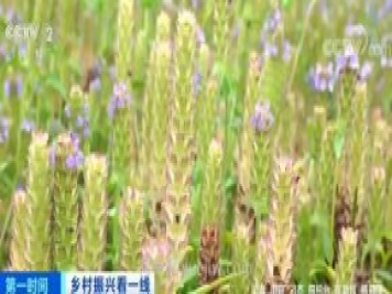 南阳桐柏：10万亩夏枯球大丰收 亩入8000元农户实现增收