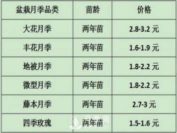 2021年春季盆栽月季市场报价 盆花月季多少钱一棵？