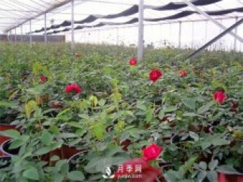 种植一亩玫瑰花的利润 种植一亩玫瑰花的利润
