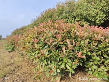 红叶石楠繁殖方法和植后管理