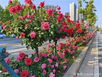 科学修剪，城市行道树更健壮更美观