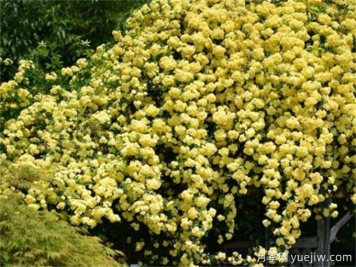 黄蔷薇夏日养护指南，黄蔷薇夏季也能爆花