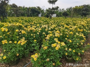 处暑节气后月季的日常养护