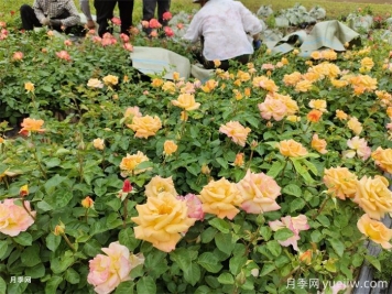 如何搭配花卉和地被植物来营造丰富的景观效果？